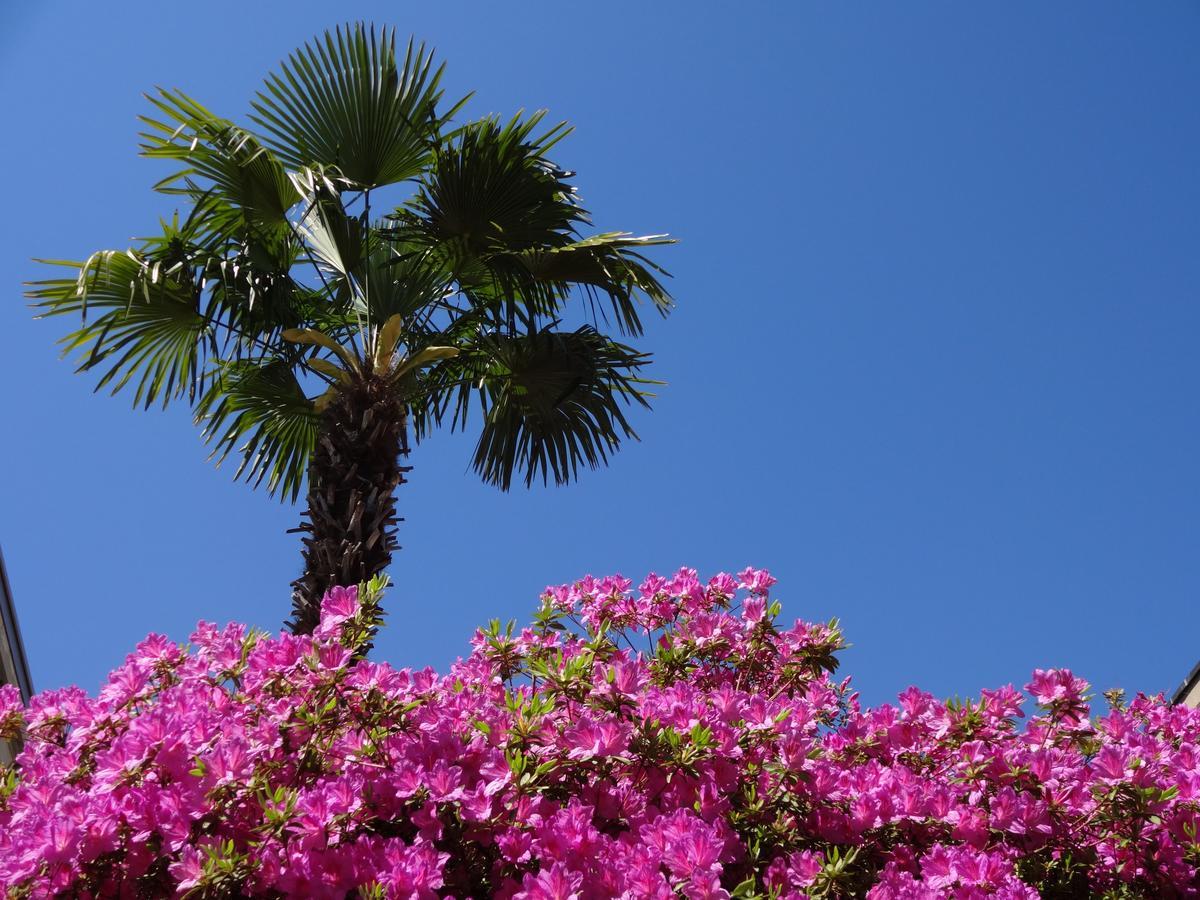 Residenza Paradiso di Vacanze Minusio Esterno foto